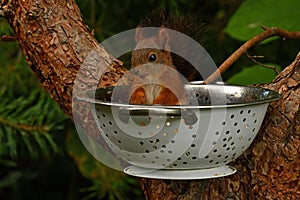 Squirrel baby, Sciurus vulgaris in closeup posing in in a spaghetti colander