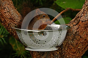 Squirrel baby, Sciurus vulgaris in closeup posing in in a spaghetti colander