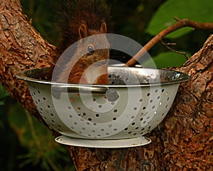 Squirrel baby, Sciurus vulgaris in closeup posing in in a spaghetti colander