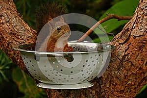 Squirrel baby, Sciurus vulgaris in closeup posing in in a spaghetti colander