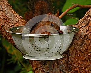 Squirrel baby, Sciurus vulgaris in closeup posing in in a spaghetti colander