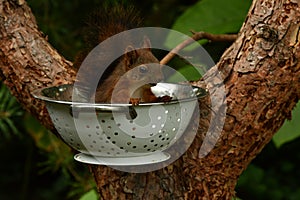 Squirrel baby, Sciurus vulgaris in closeup posing in in a spaghetti colander