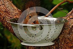 Squirrel baby, Sciurus vulgaris in closeup posing in in a spaghetti colander