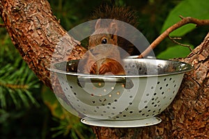 Squirrel baby, Sciurus vulgaris in closeup posing in in a spaghetti colander