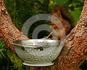 Squirrel baby, Sciurus vulgaris in closeup posing in in a spaghetti colander