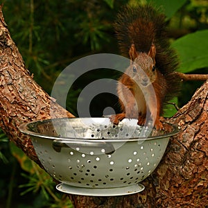 Squirrel baby, Sciurus vulgaris in closeup posing in in a spaghetti colander