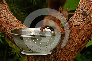 Squirrel baby, Sciurus vulgaris in closeup posing in in a spaghetti colander
