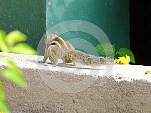 Squirrel back pose showing danger and stress