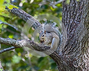 Squirrel in the back yard
