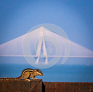 Squirrel with the backdrop of Bandra-Worli Sea Link