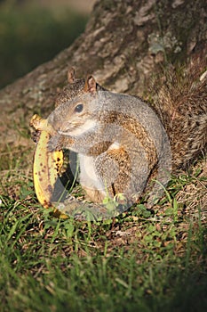 Squirrel with banana peel