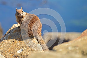 Squirrel at bay looking at camera.