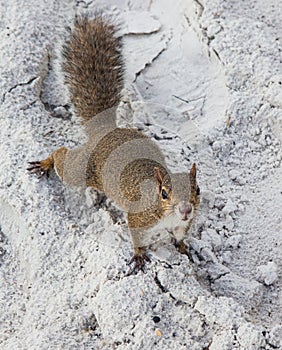 Squirrel on beach