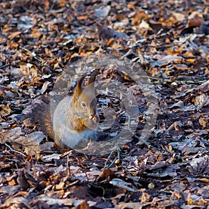 Squirrel eats a nut on the ground