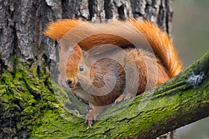 Squirrel
