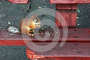 Squirrel on the bench eating nuts