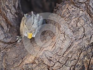 Squirrel with big black eyes enjoying a piece of cereal on the tree.