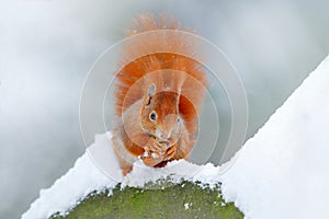 Squirrel with big orange tail. Feeding scene on the tree. Cute orange red squirrel eats a nut in winter scene with snow, Czech rep