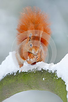 Squirrel with big orange tail. Feeding scene on the tree. Cute orange red squirrel eats a nut in winter scene with snow, Czech rep