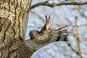 Squirrel in a birch