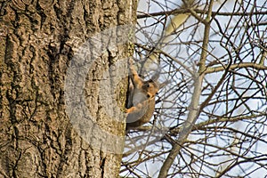 Squirrel in a birch