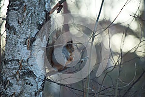 Squirrel on a birch, Yagry Island.