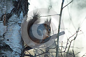 Squirrel on a birch, Yagry Island.