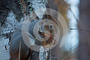 Squirrel on a birch, Yagry Island.