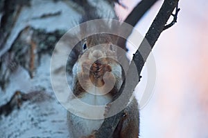 Squirrel on a birch, Yagry Island.
