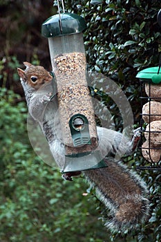 Squirrel on a bird feeder