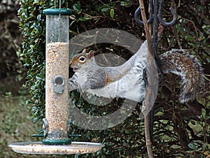 Squirrel on a bird feeder