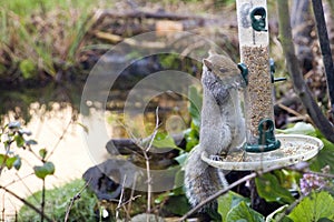 Squirrel on a bird feeder