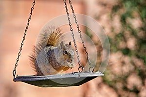 Squirrel on bird feeder