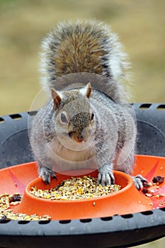 Squirrel on a bird feeder