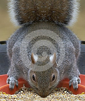 Squirrel on a bird feeder in a symmetrical pose