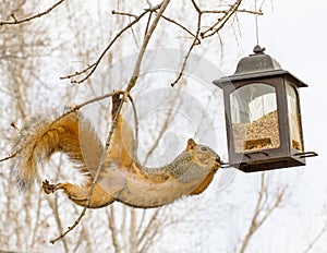 Squirrel with bird feeder photo