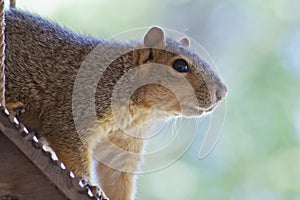 Squirrel On Birdhouse Roof