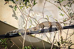 Squirrel on a black wire