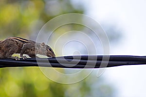 Squirrel on a black wire