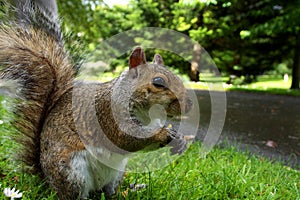 Squirrel in botanical park