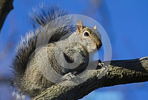 Squirrel on branch