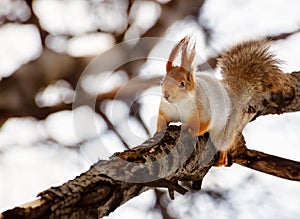 Squirrel on branch