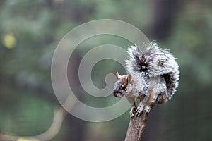 Squirrel on a branch on blurry background