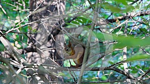 Squirrel on branch eating a nut