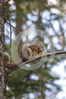 Squirrel on branch with pine cones