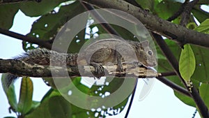 Squirrel on a branch.