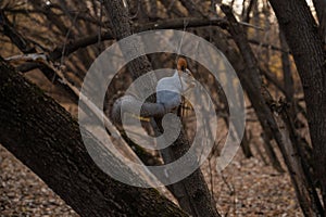 Squirrel on the branch of the tree