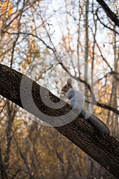 Squirrel on the branch of the tree