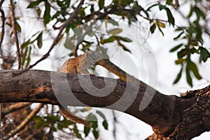 Squirrel on a branch