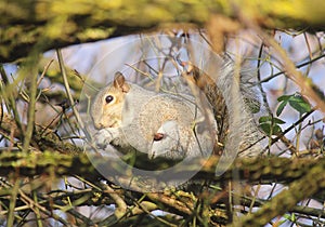 Squirrel among branches on the tree